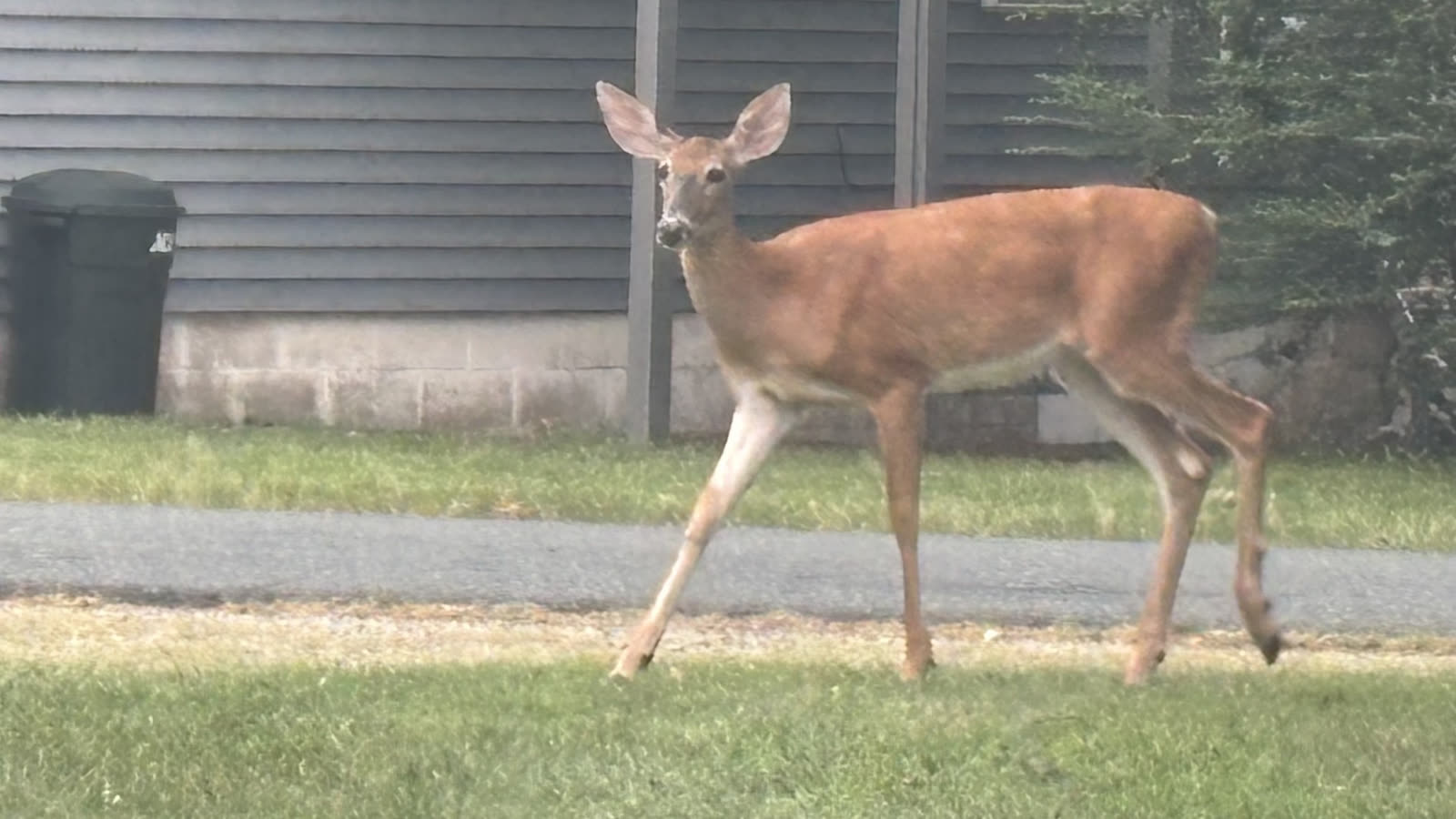 A deer by a Rock Hall front porch